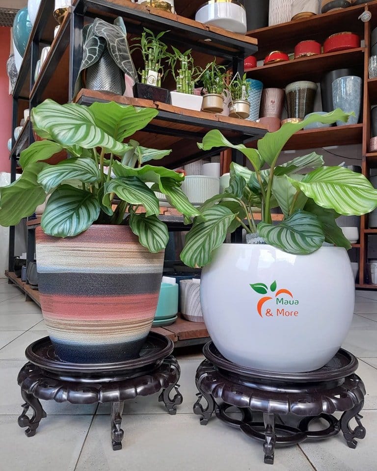Vibrant prayer plant in ceramic pot