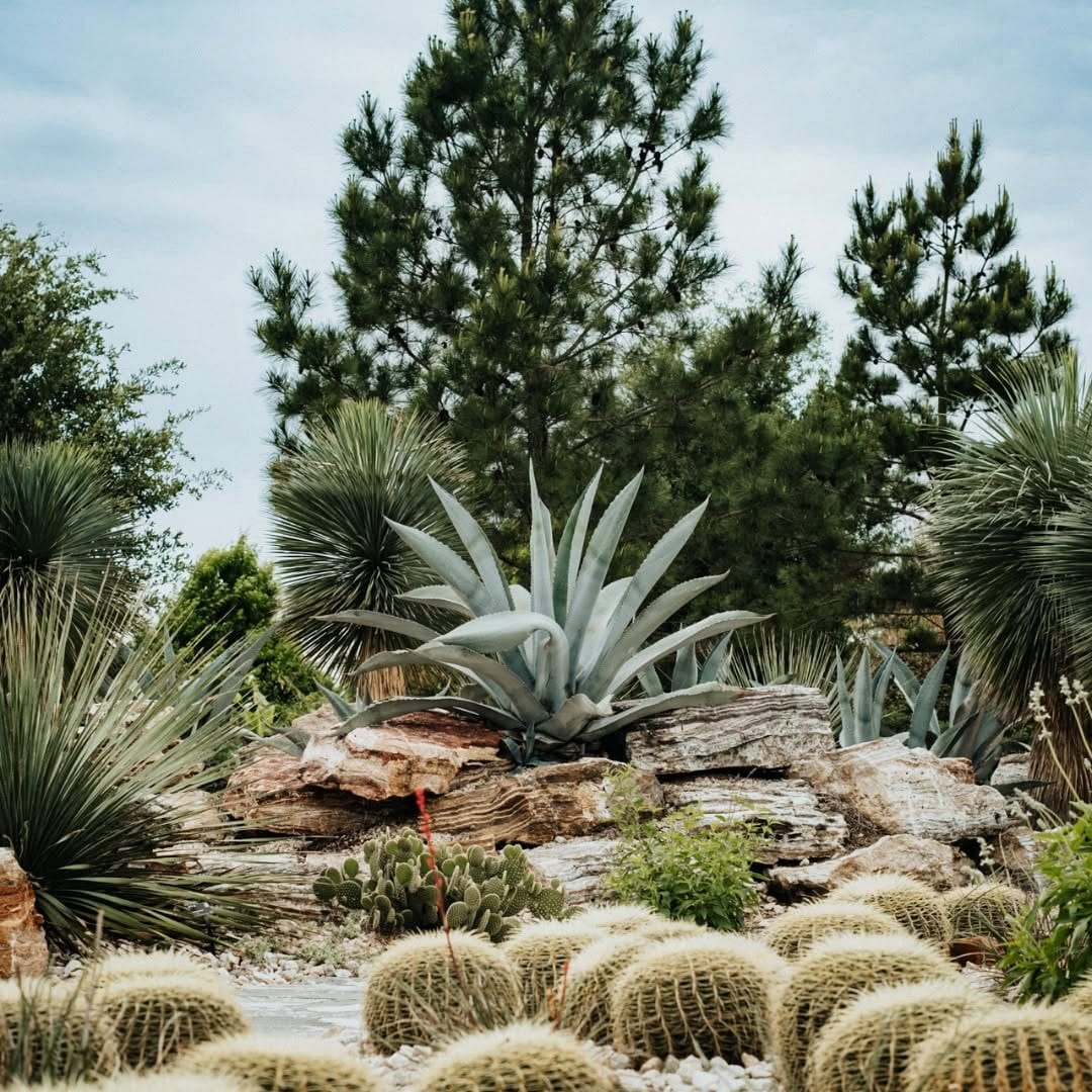 agave plant with sharp leaves