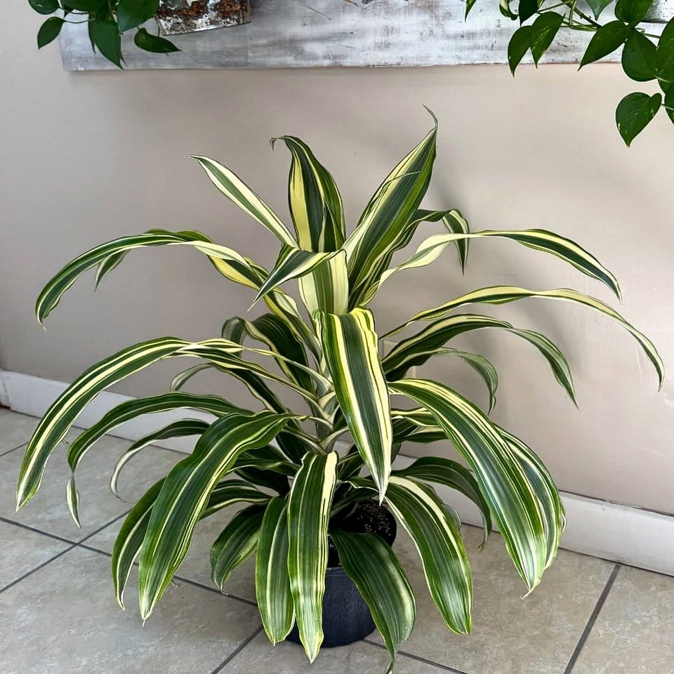 Dracaena plant with variegated foliage in stylish planter