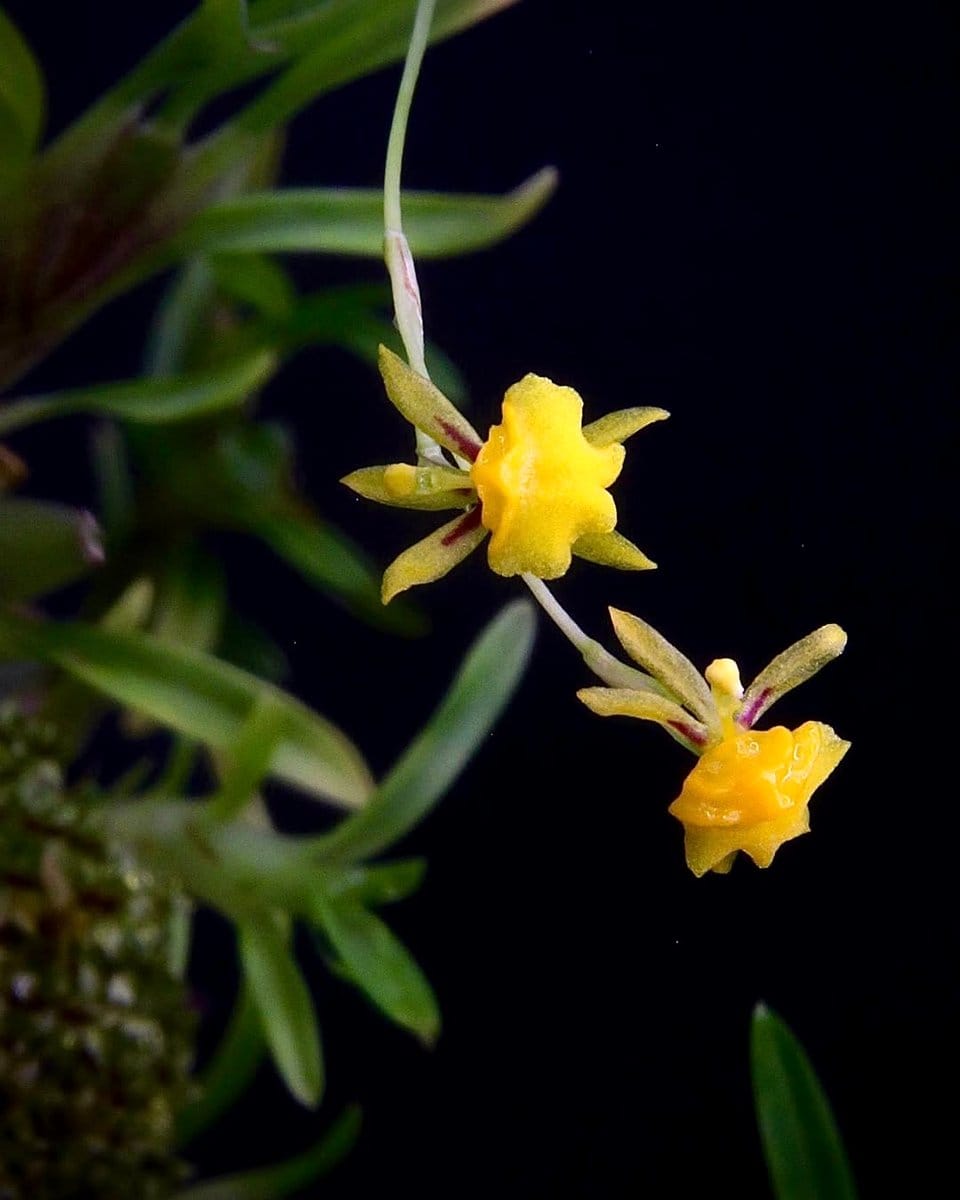 cascading Sigmatostalix Radicans flowers