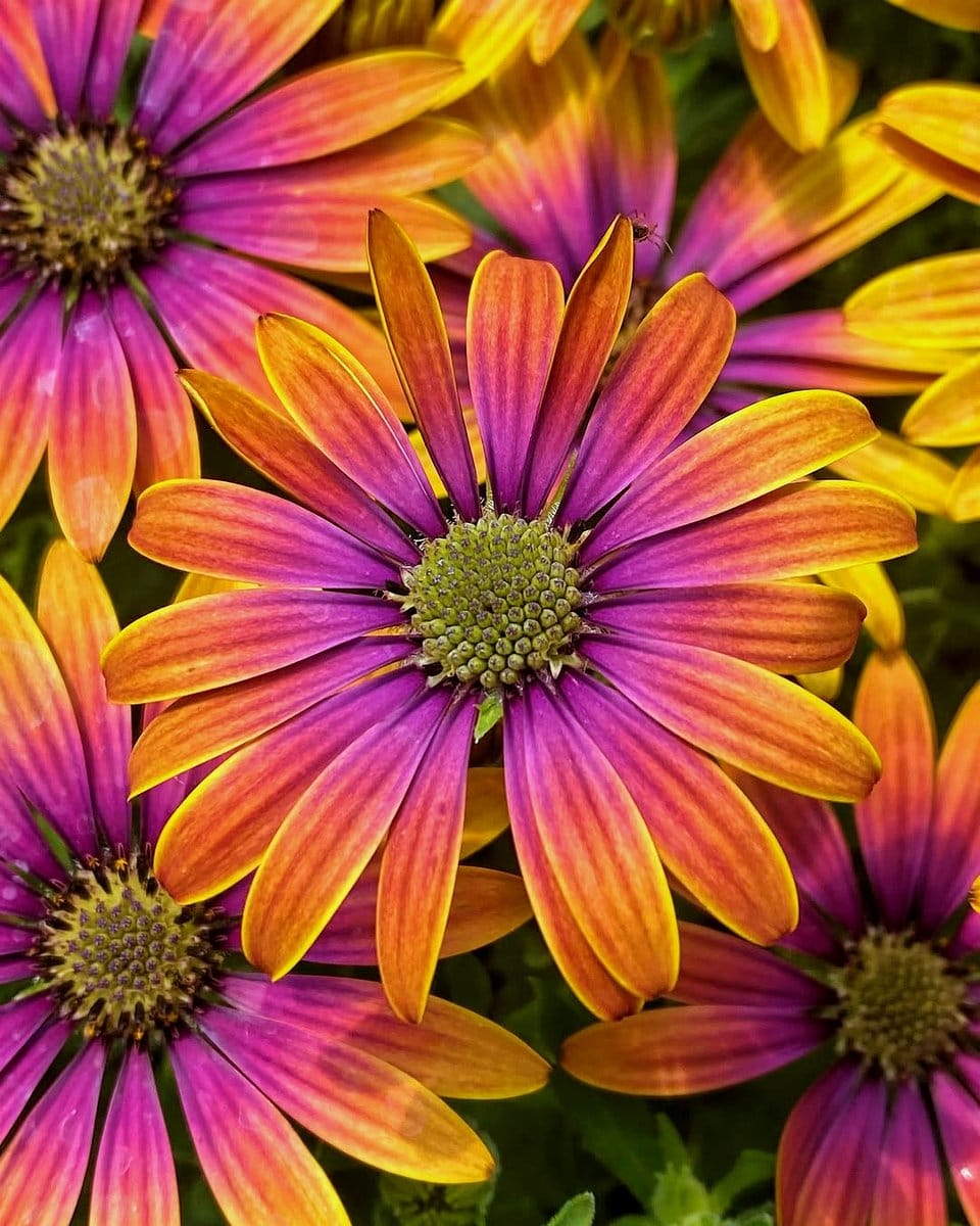 colorful flowering plants in morning sun