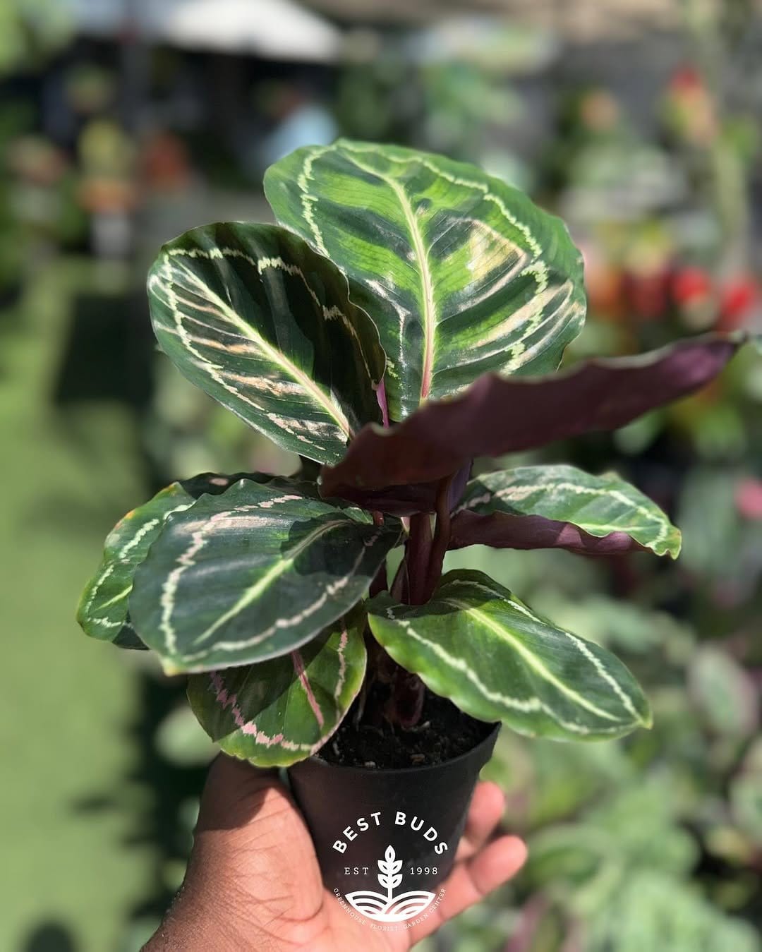 Vibrant calathea in ceramic pot