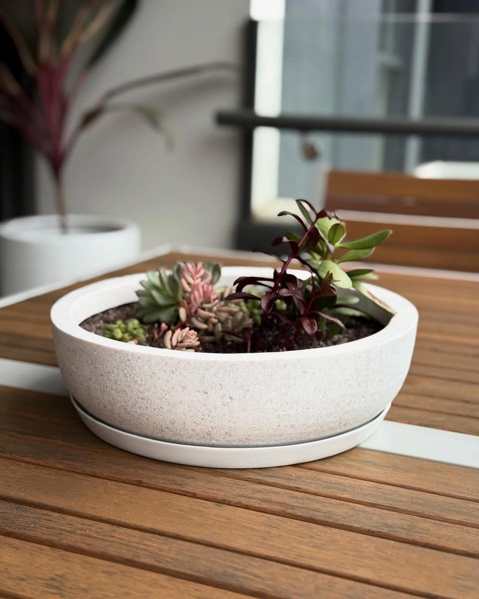 ceramic textured bowl with succulents