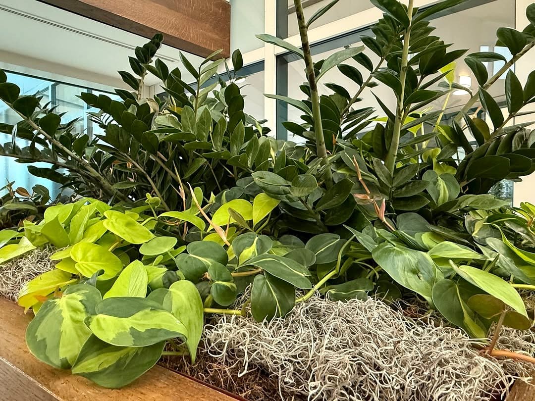 indoor succulent garden with variety