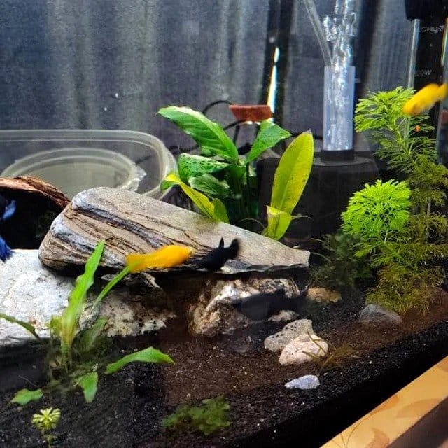 amazon sword in aquarium