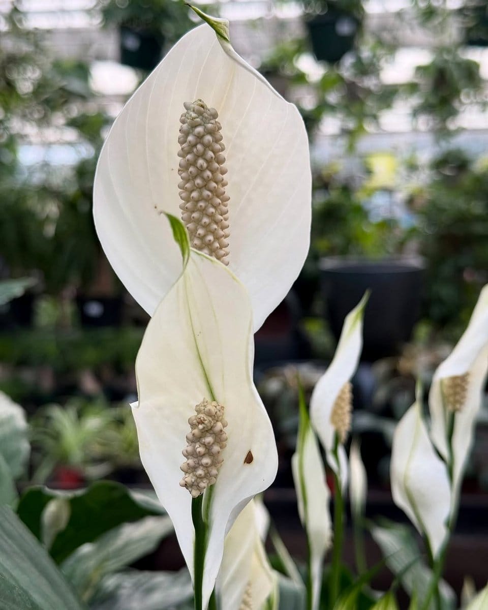 peace lily with white flowers