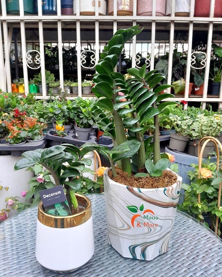 Zamioculcas and Dracaena in modern office