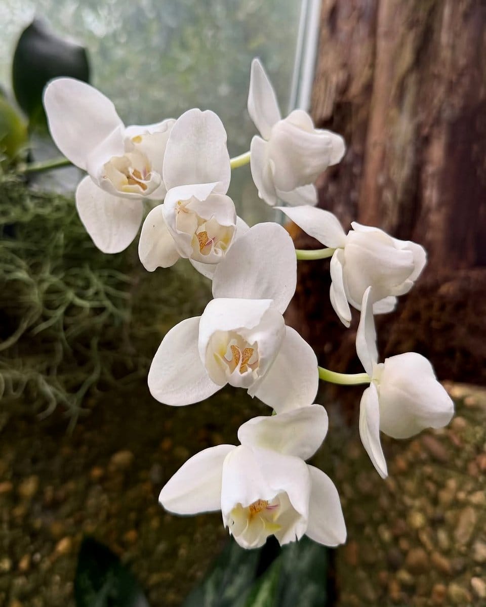 orchid with white blooms