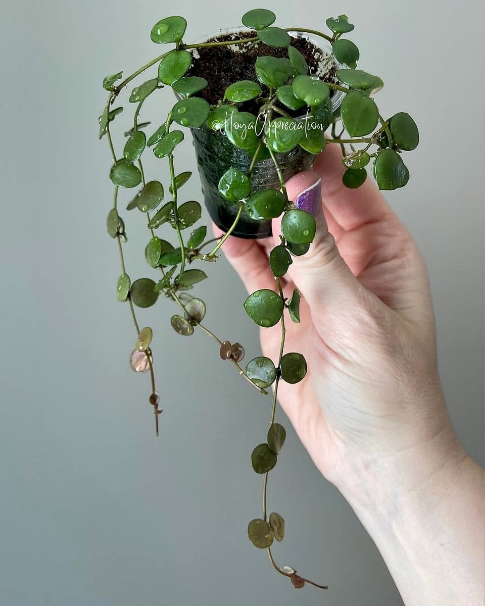 Hoya and String of Hearts hanging from ceiling
