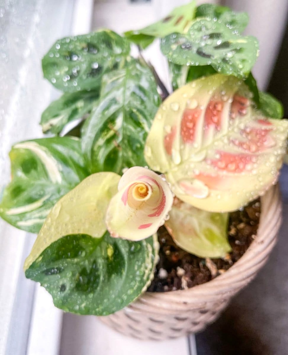 maranta leuconeura on bedside table