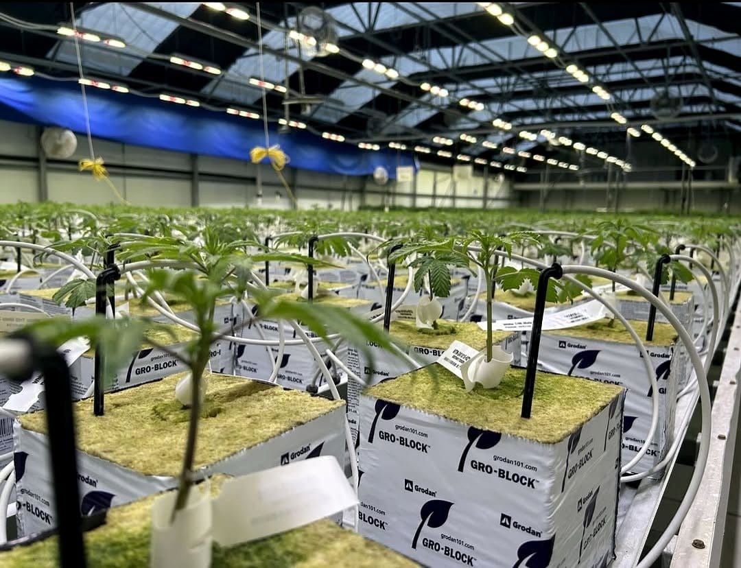 high-intensity discharge lamps in greenhouse