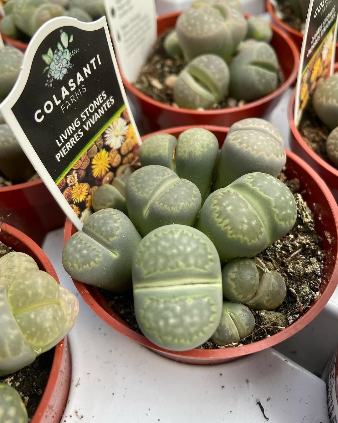 Quirky lithops in a shallow decorative bowl