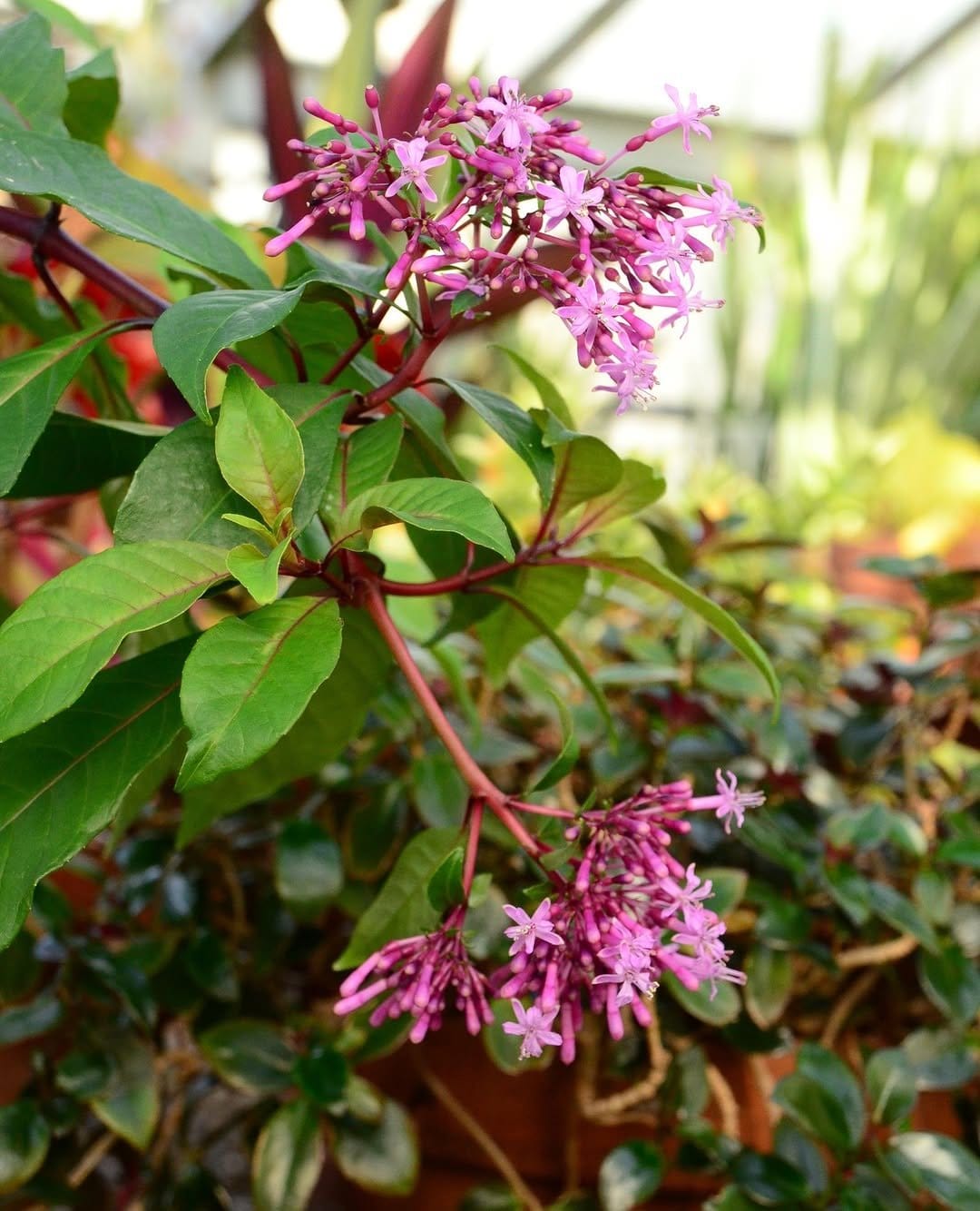 Vibrant fuchsias in ornate hanging baskets