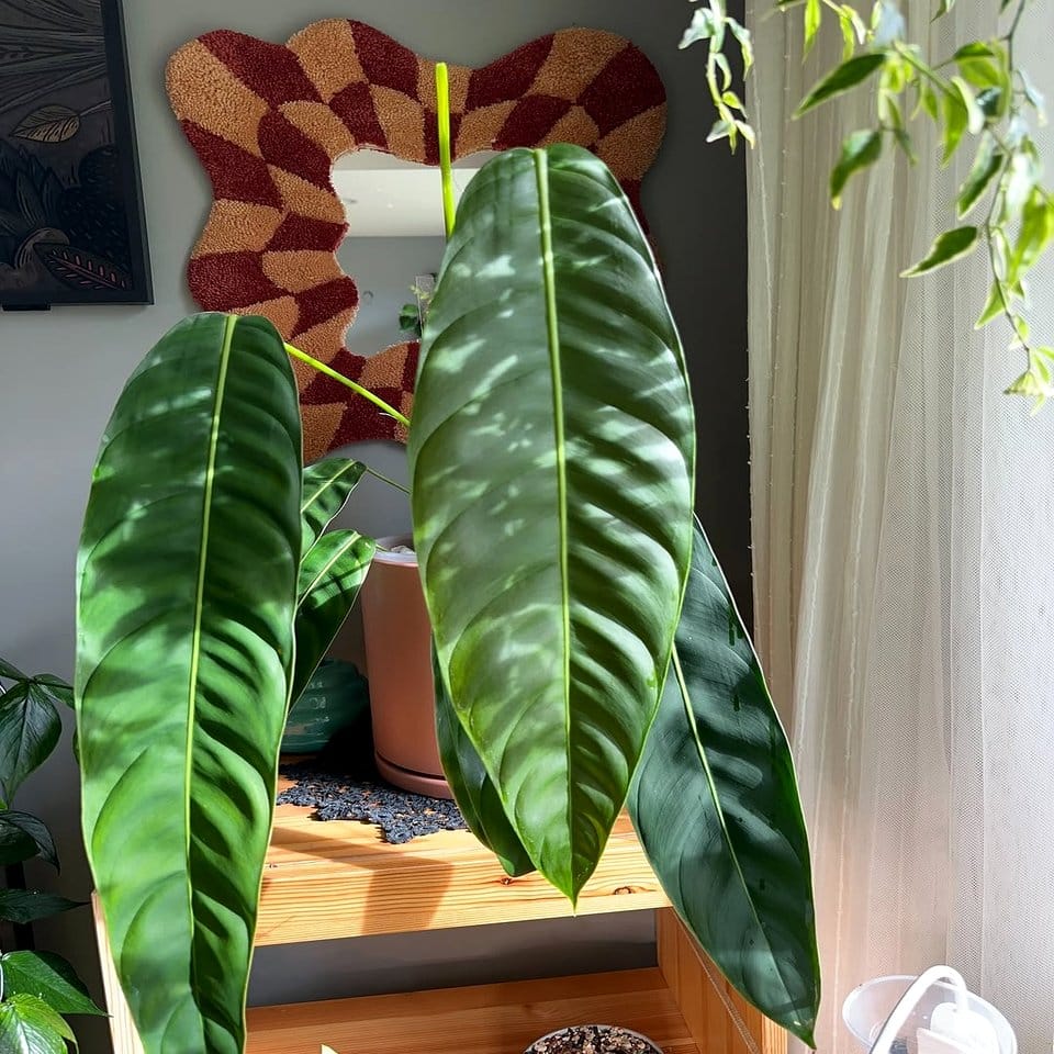 Polished trumpet with cascading ivy plant