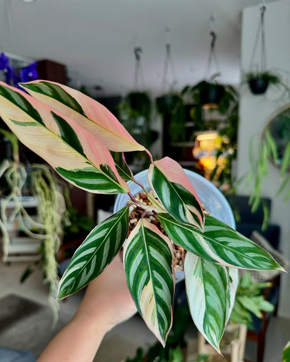 Ctenanthe and Stromanthe in decorative pots