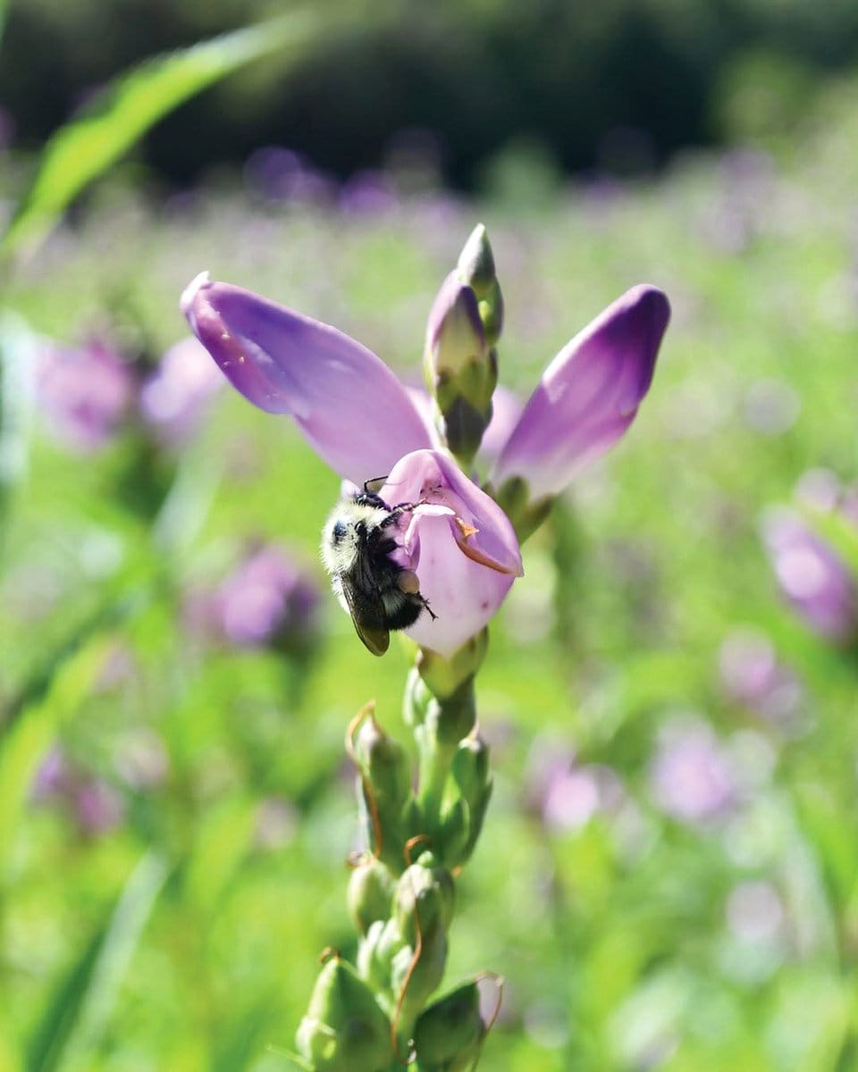 pink turtlehead flowers by stream