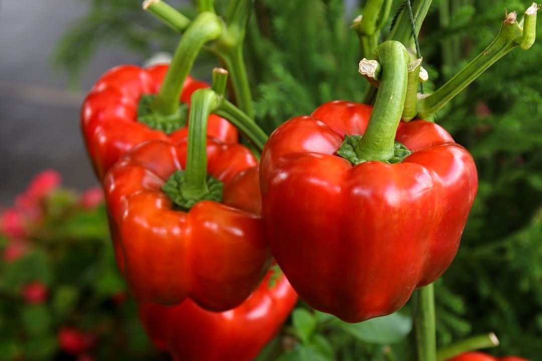 vibrant red bell peppers on plant