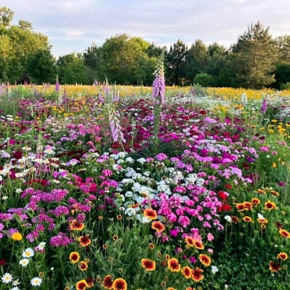 Pathway bordered by colorful wildflowers