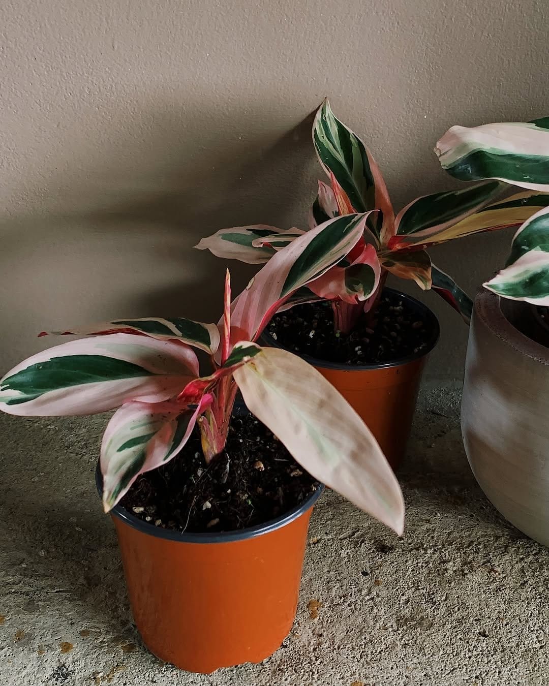 Vibrant calatheas on wooden shelf