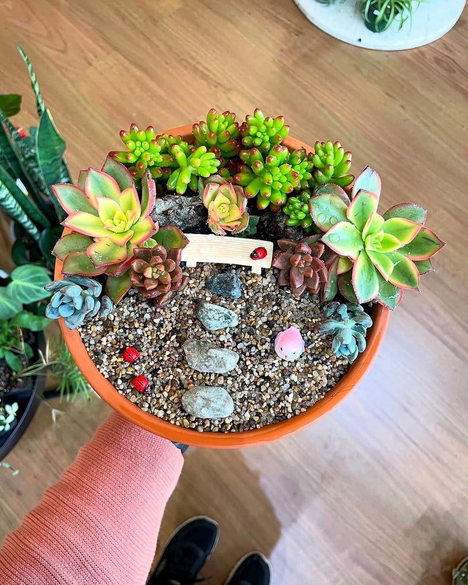 colorful cactus in terra cotta pots