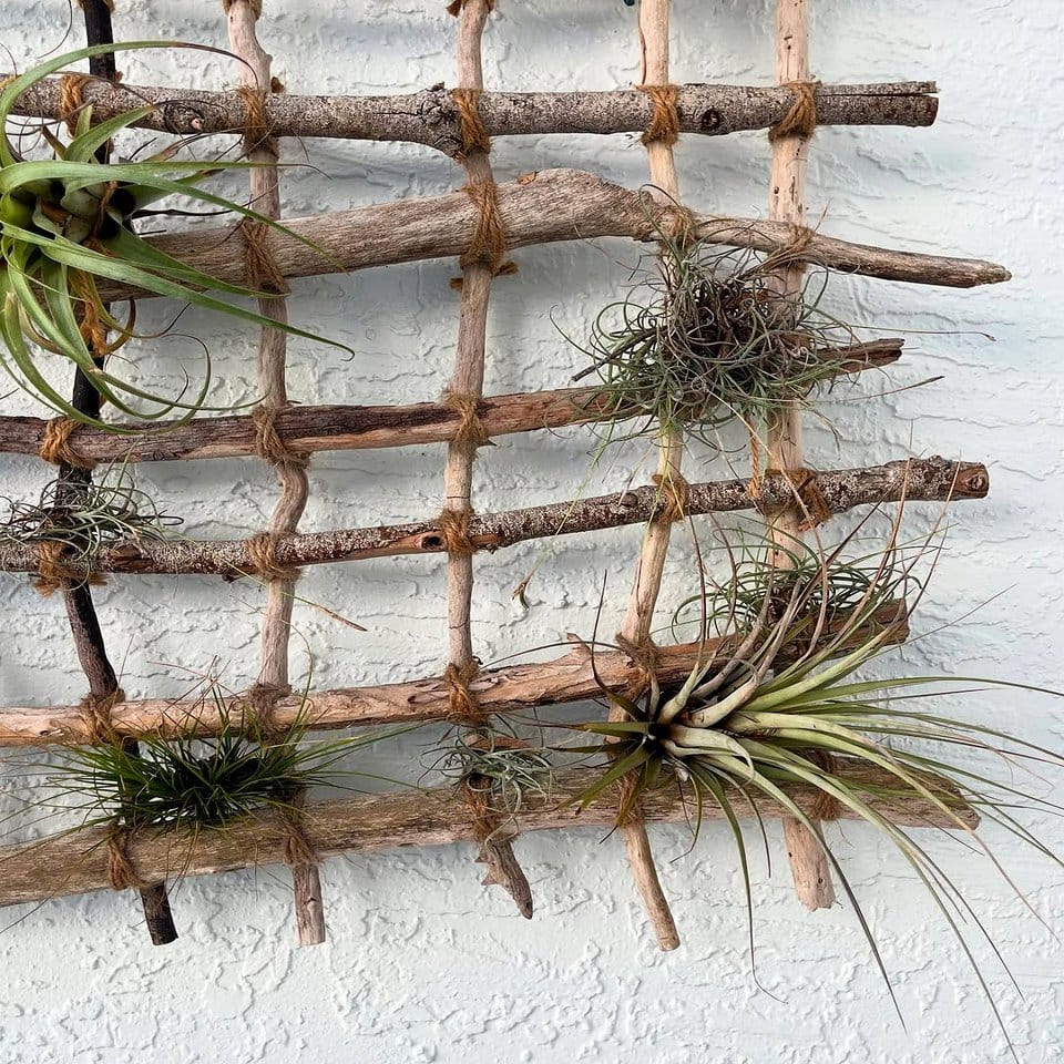 Hanging driftwood shelf with plants