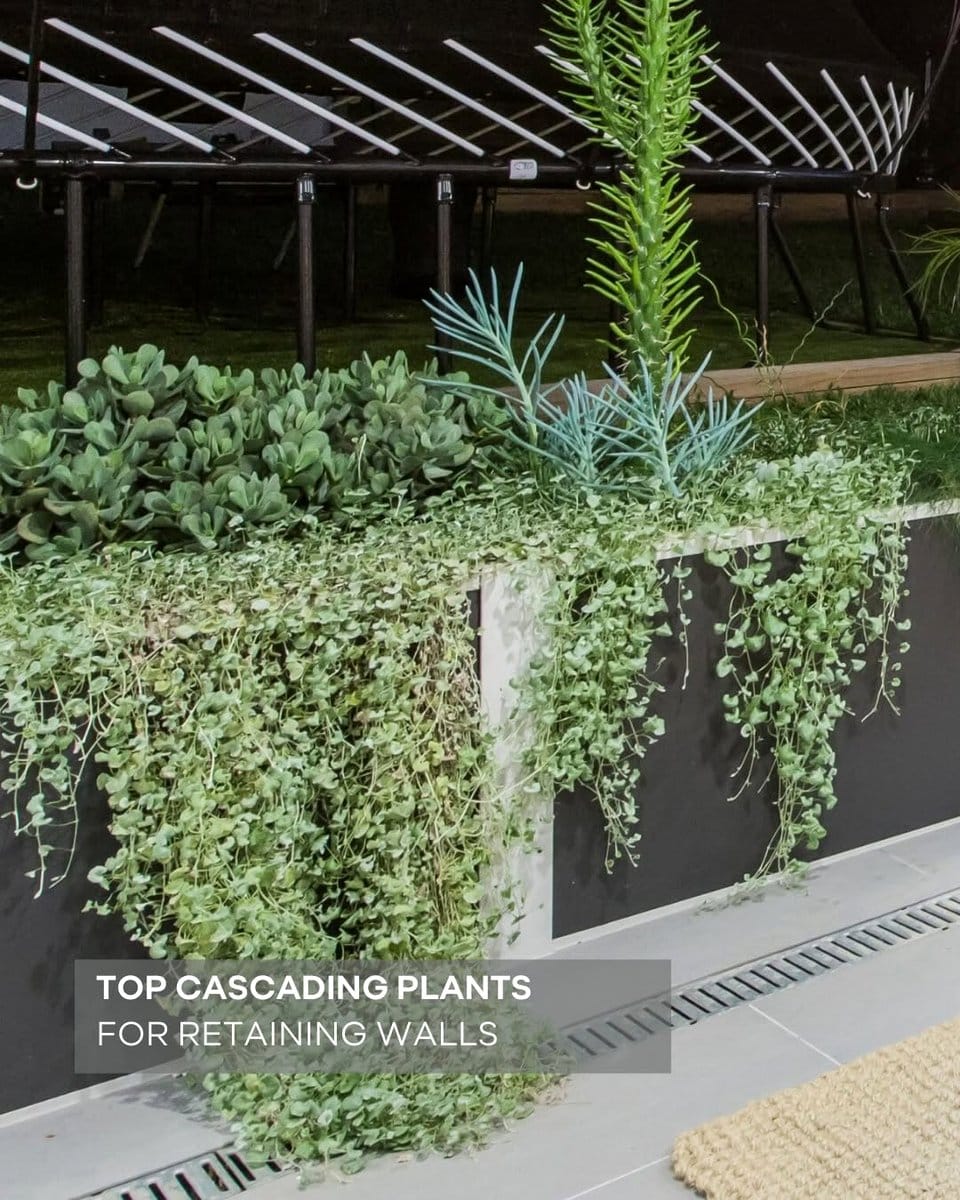 dramatic wall planter with cascading greenery