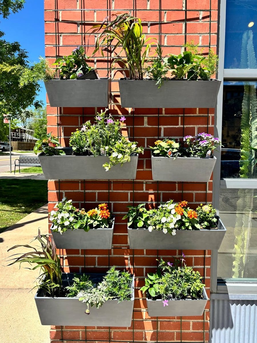 Brightly colored annuals in terra cotta pots