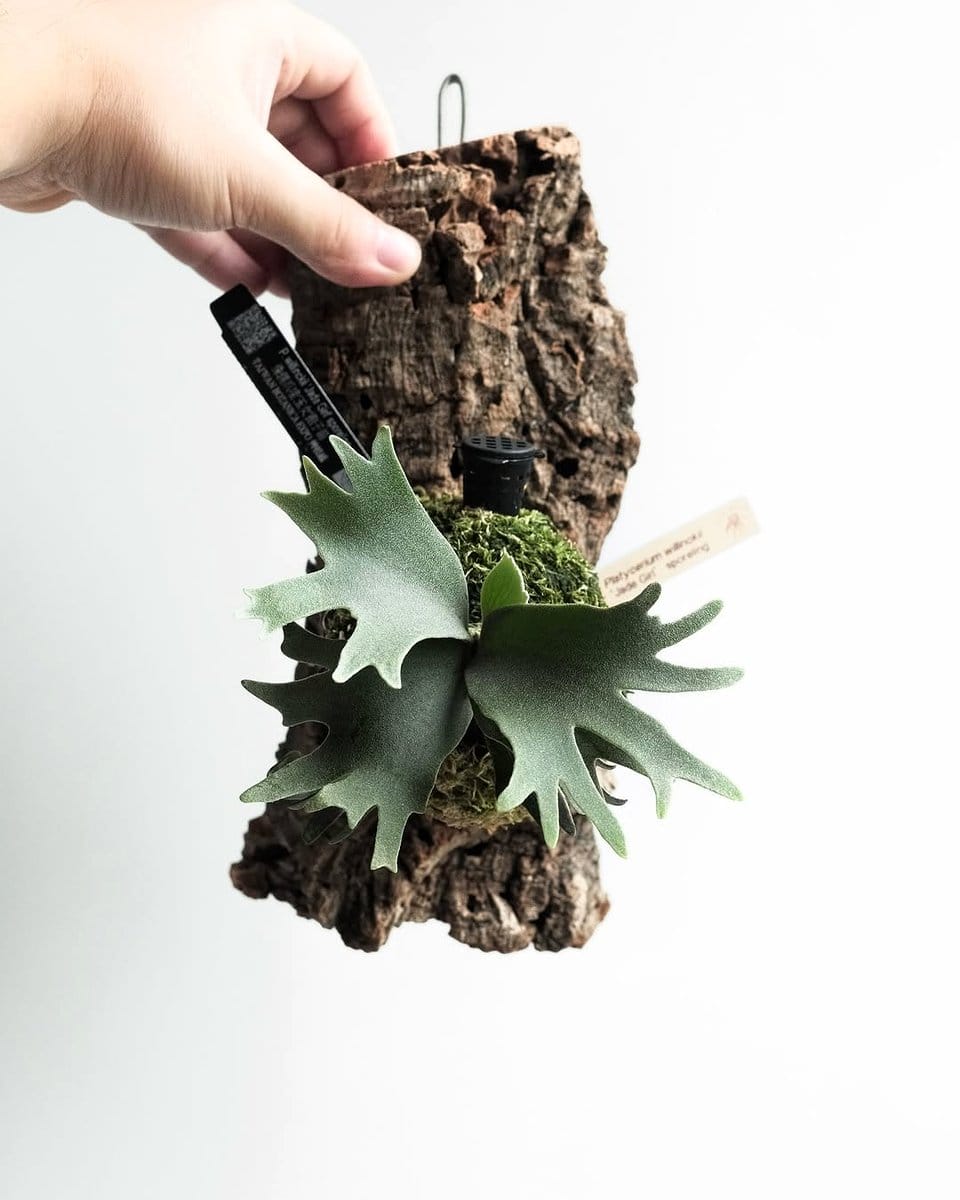 hanging cork bark planter with succulents