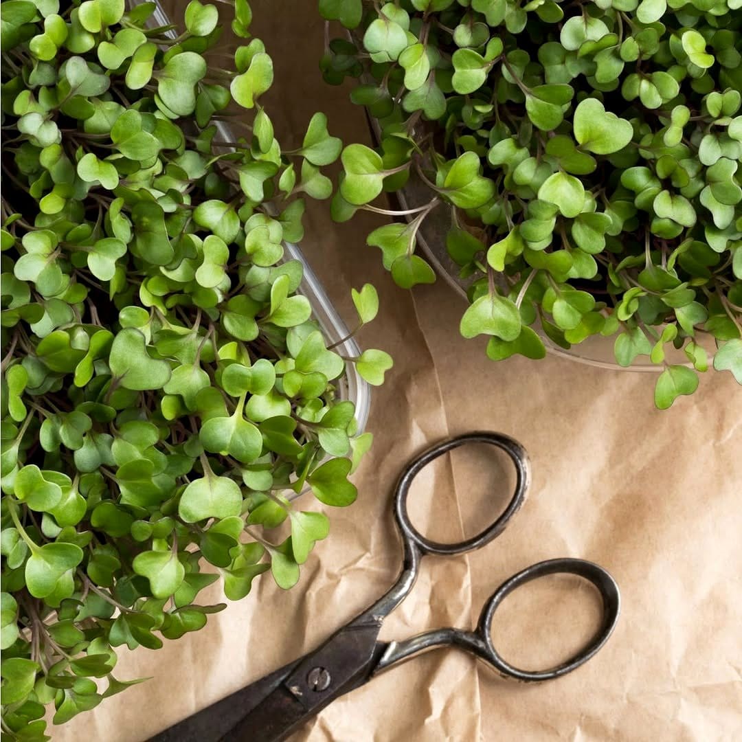 Herb snipping station with scissors
