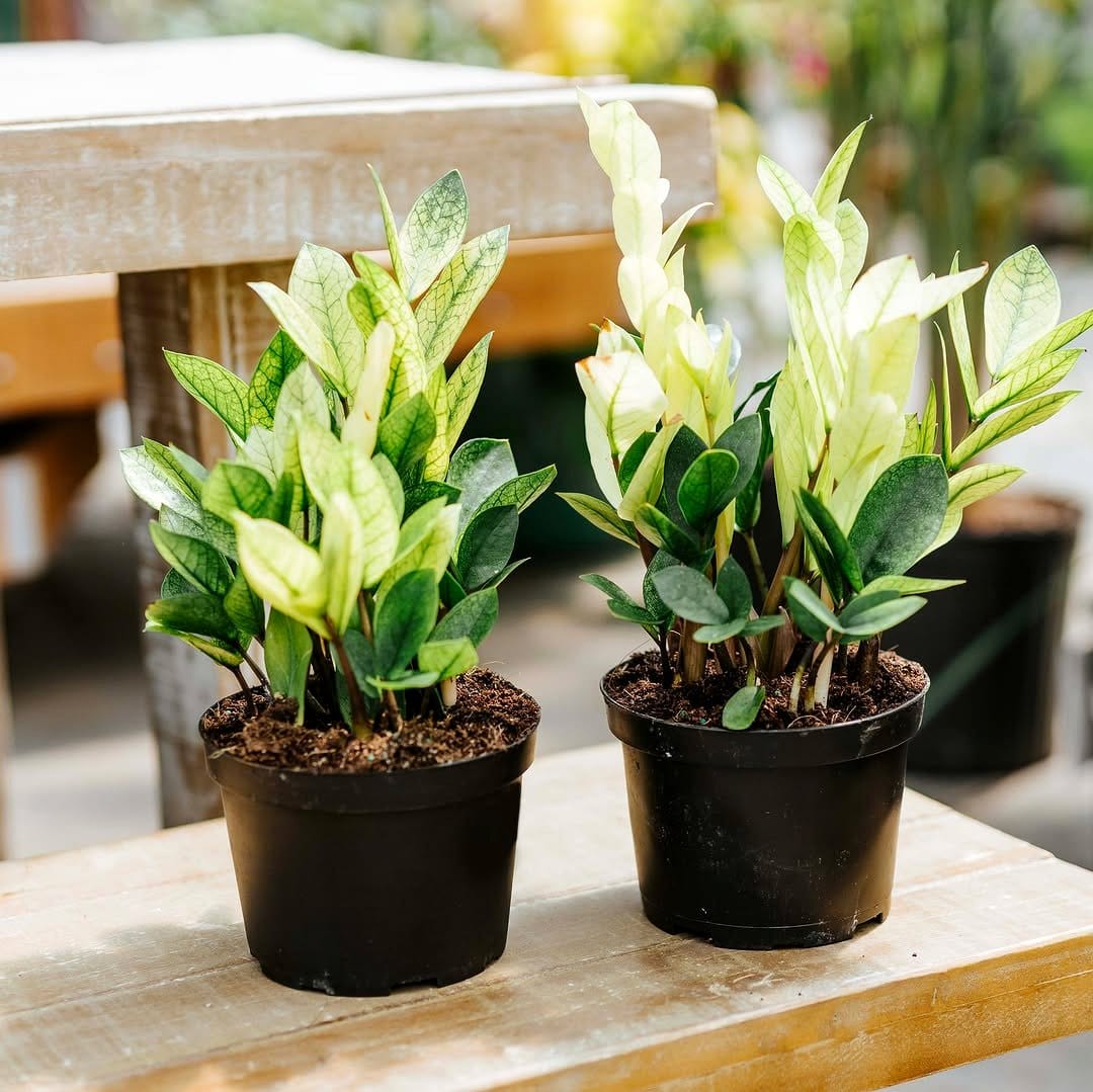 zz plant gathering in modern planters