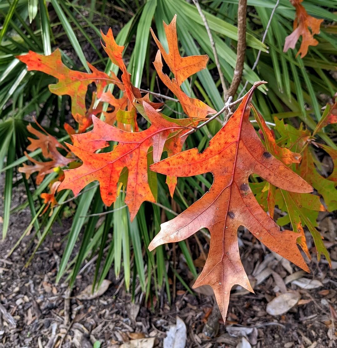 red oak leaves turning color