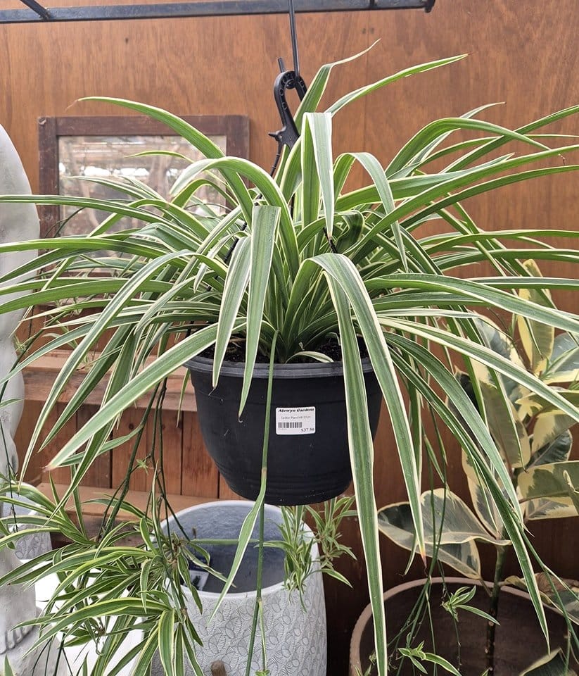 spider plant with hanging babies
