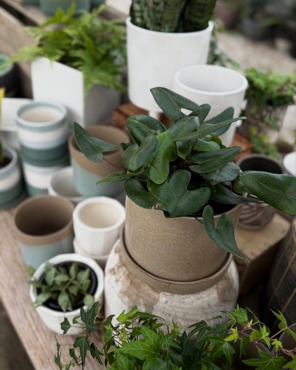 Diverse Moroccan plant selection