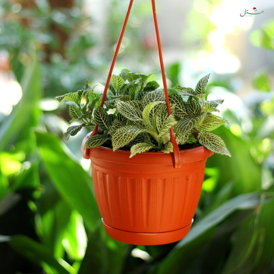 Red-veined Nerve Plant in a decorative pot