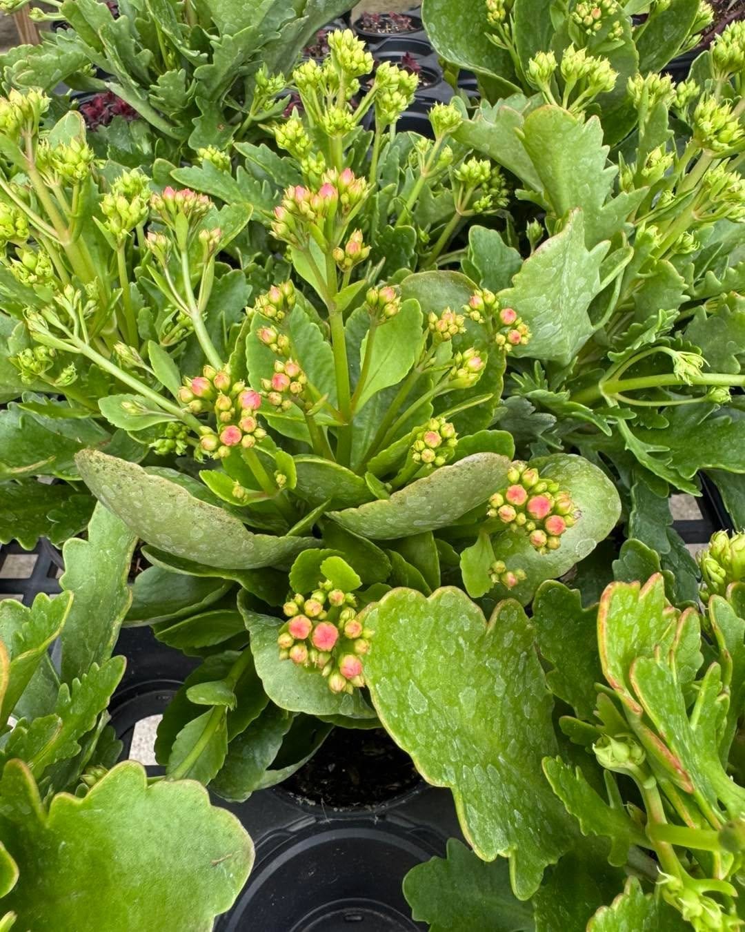 Bright kalanchoe in decorative planter