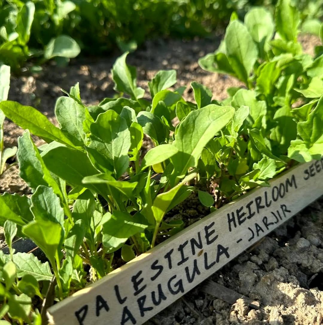 arugula leaves with morning light