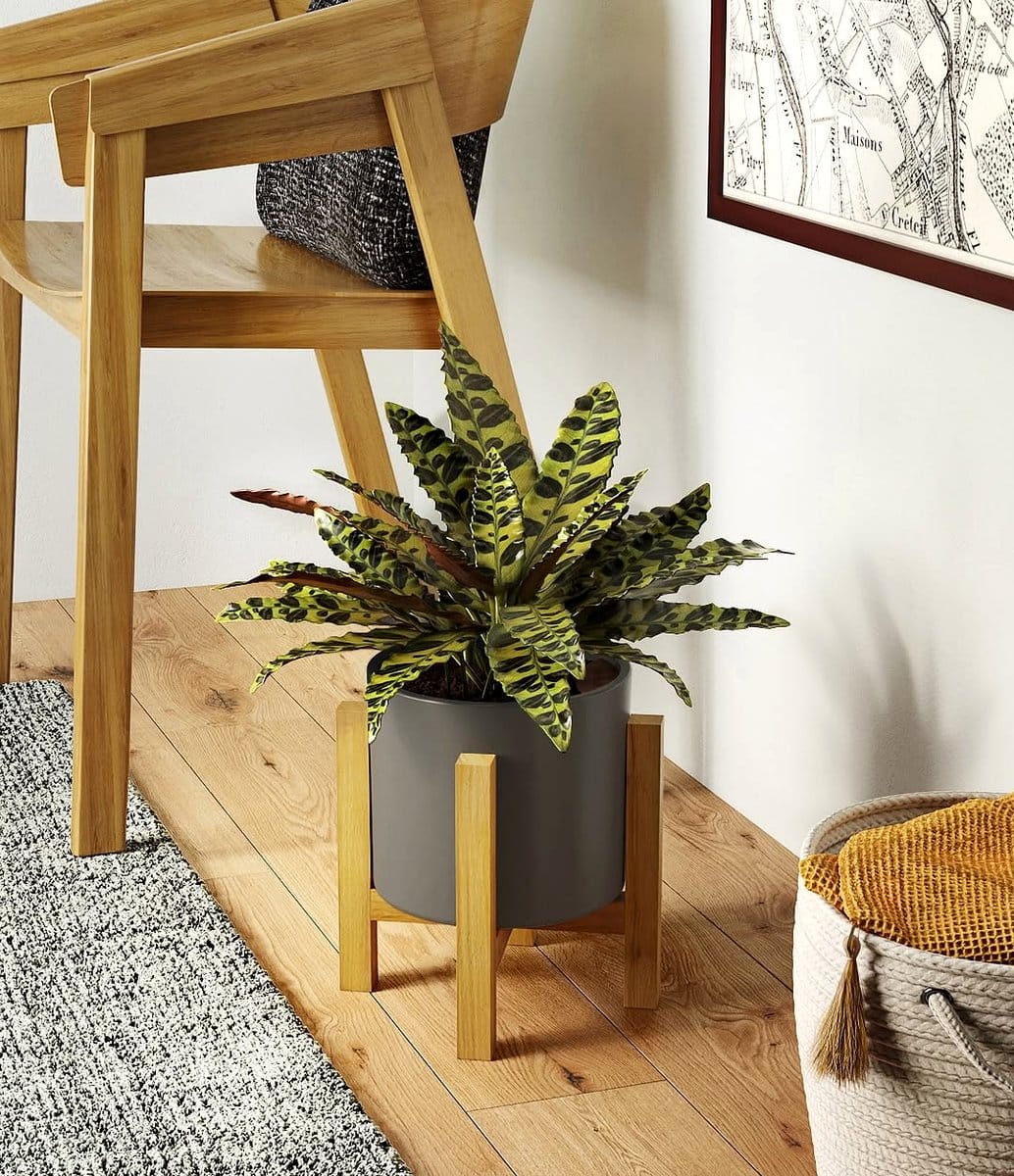 prayer plants on coffee table