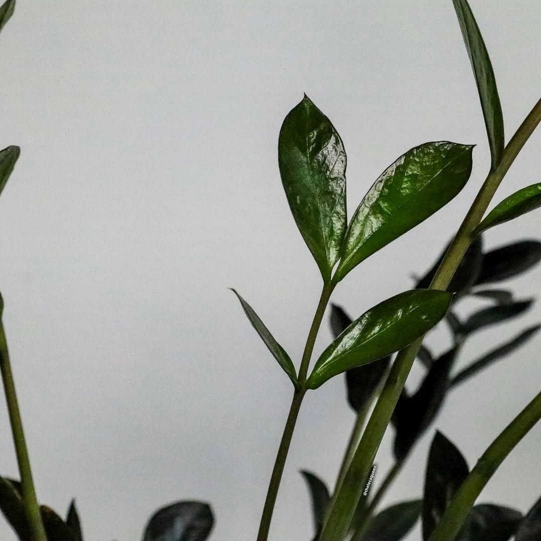 ZZ Plant in sleek planter