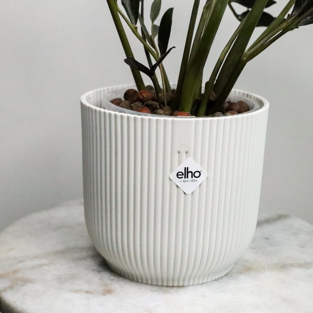 ZZ plant in elegant ceramic pot