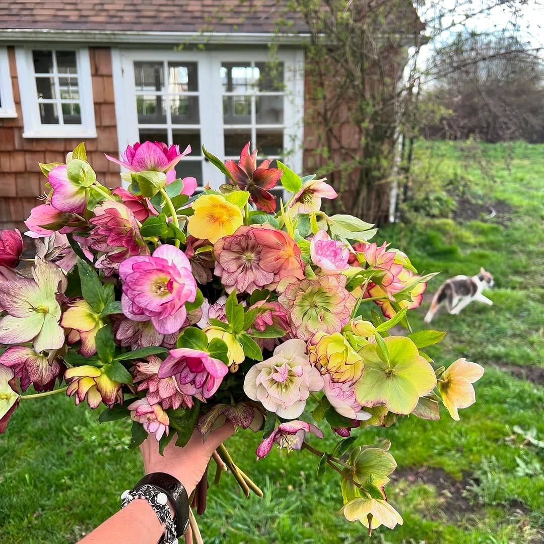 Epimedium flowers with hellebore leaves