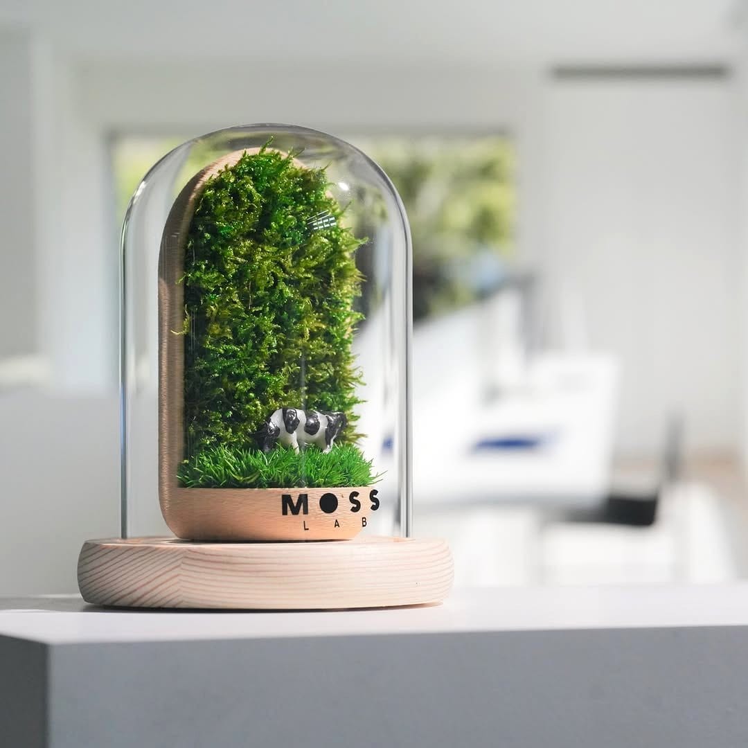 Elegant glass cloche with moss and miniature plants