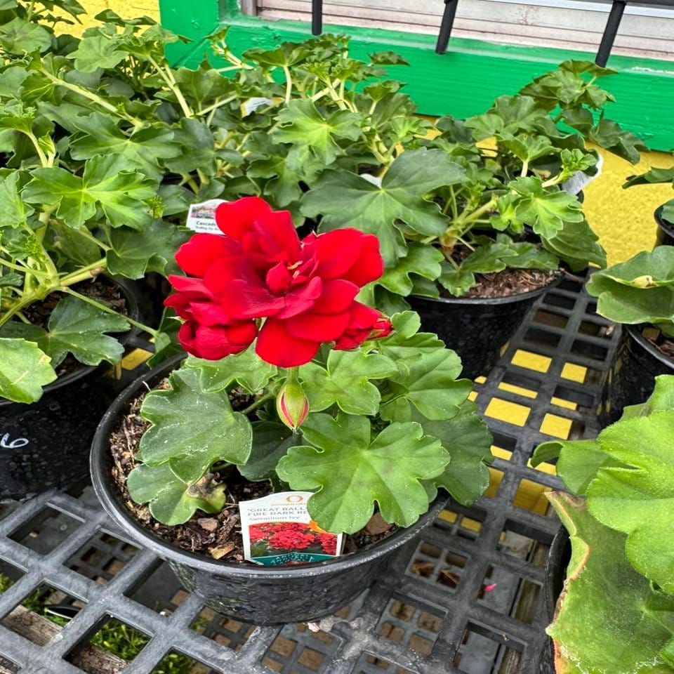 Assorted old boots with geraniums