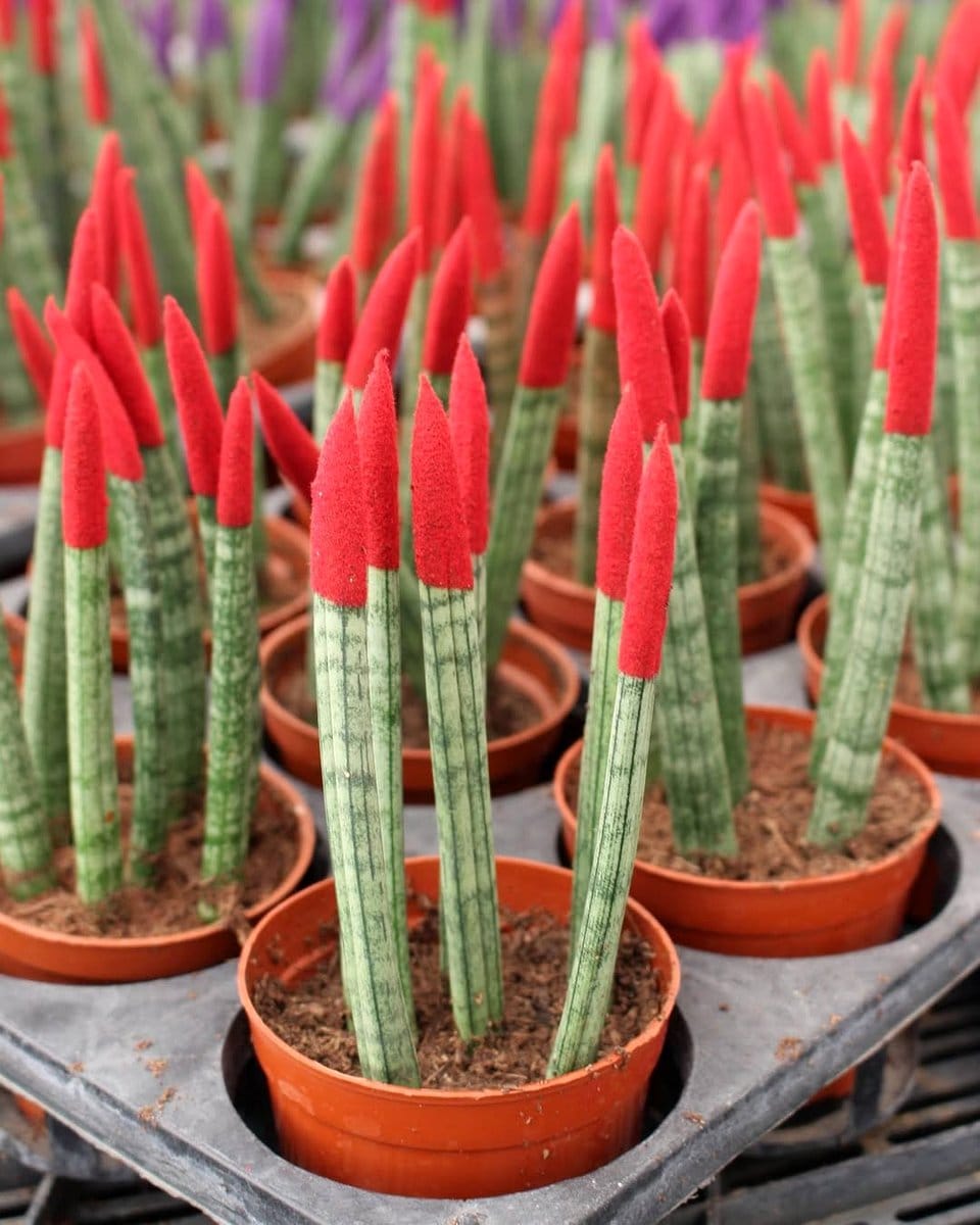sansevieria plants in modern decor