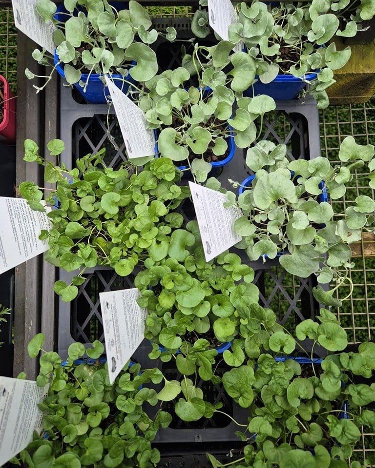 Hanging planter with lava pebbles and trailing plants