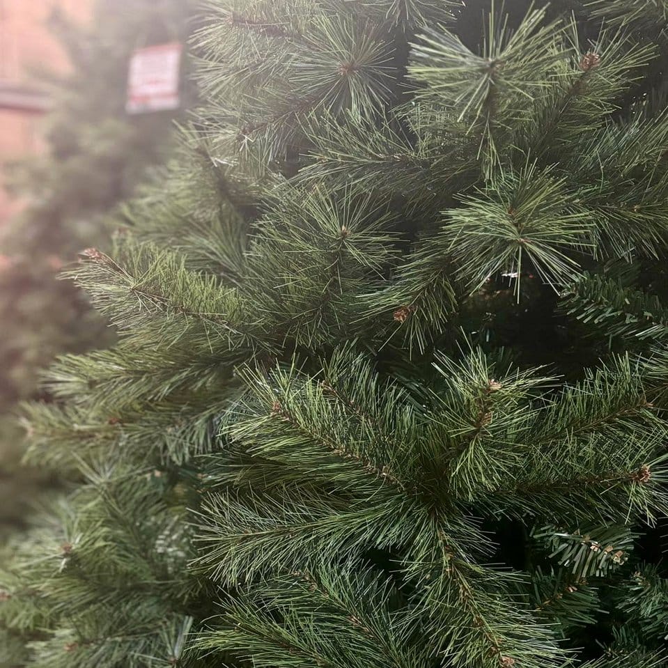 Pine branches with velvet drapery