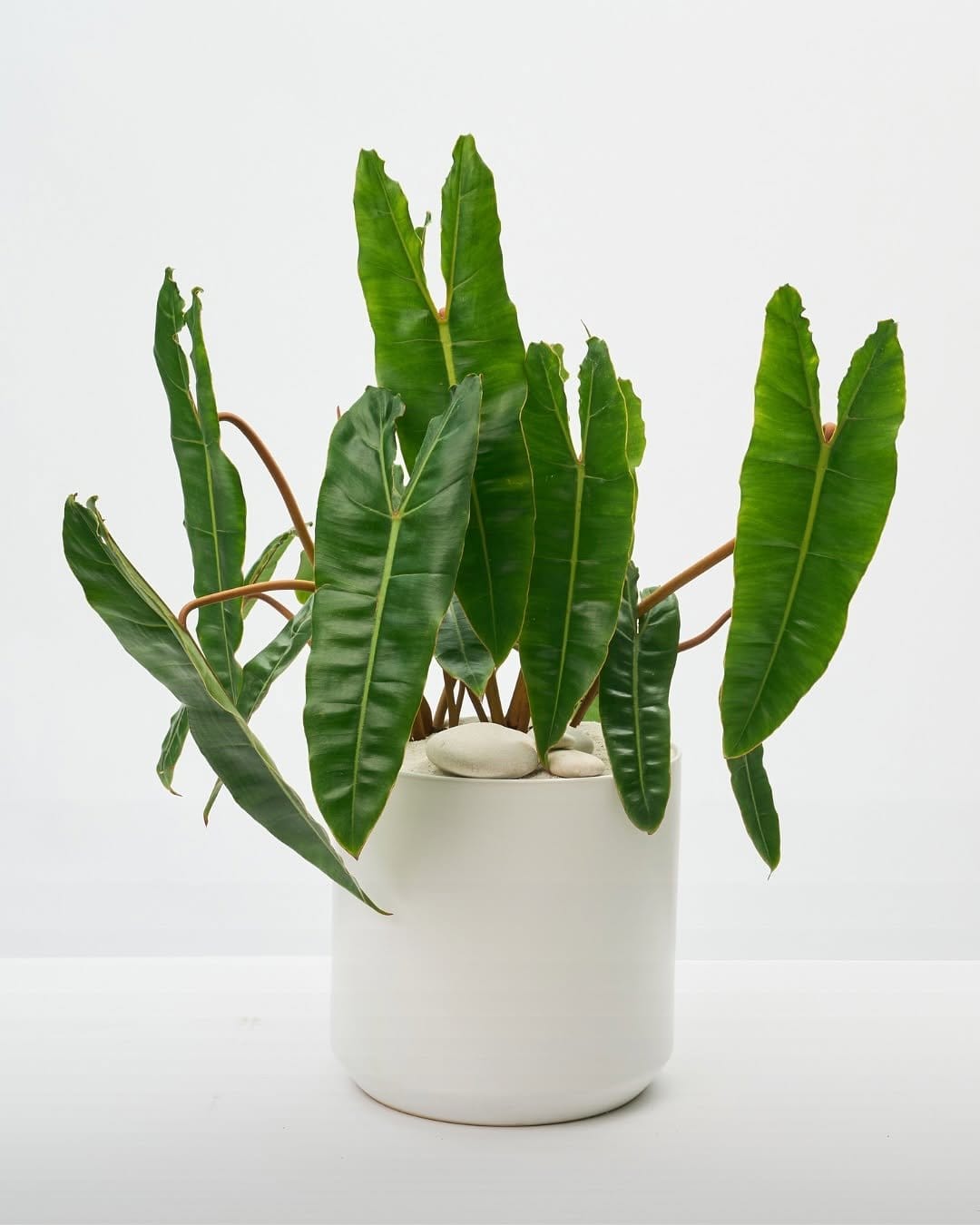 Exotic anthurium in glossy pot