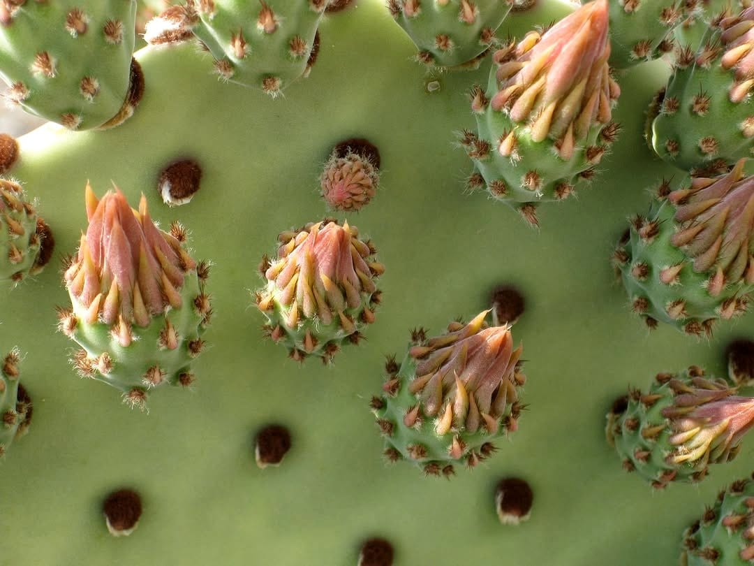 bishop's cap cactus in desert setting