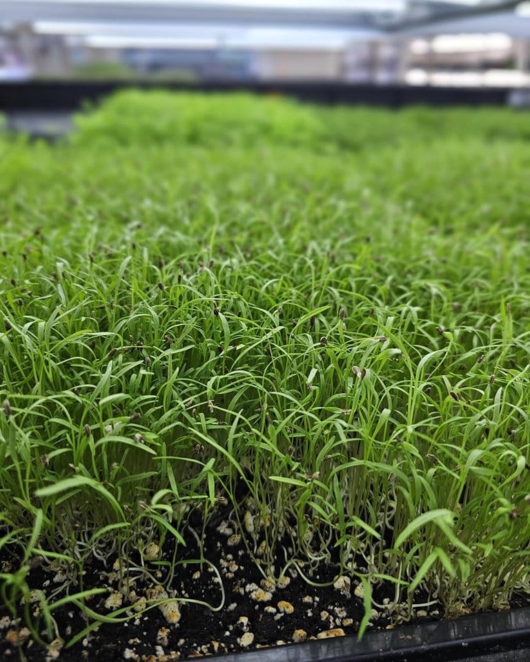 dill microgreens in a small planter