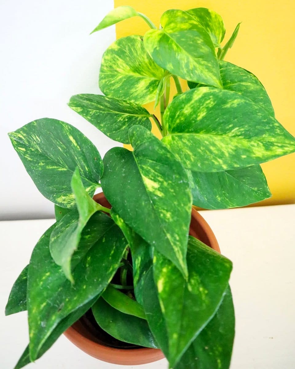 rattlesnake plant with patterned leaves in a hanging pot