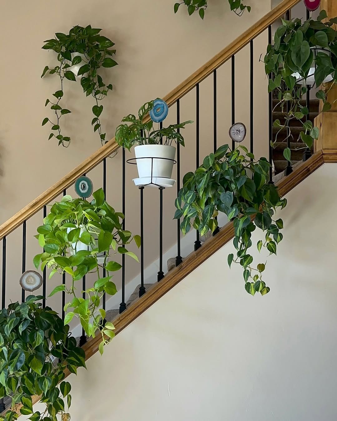 Lush ferns on white ladder shelf